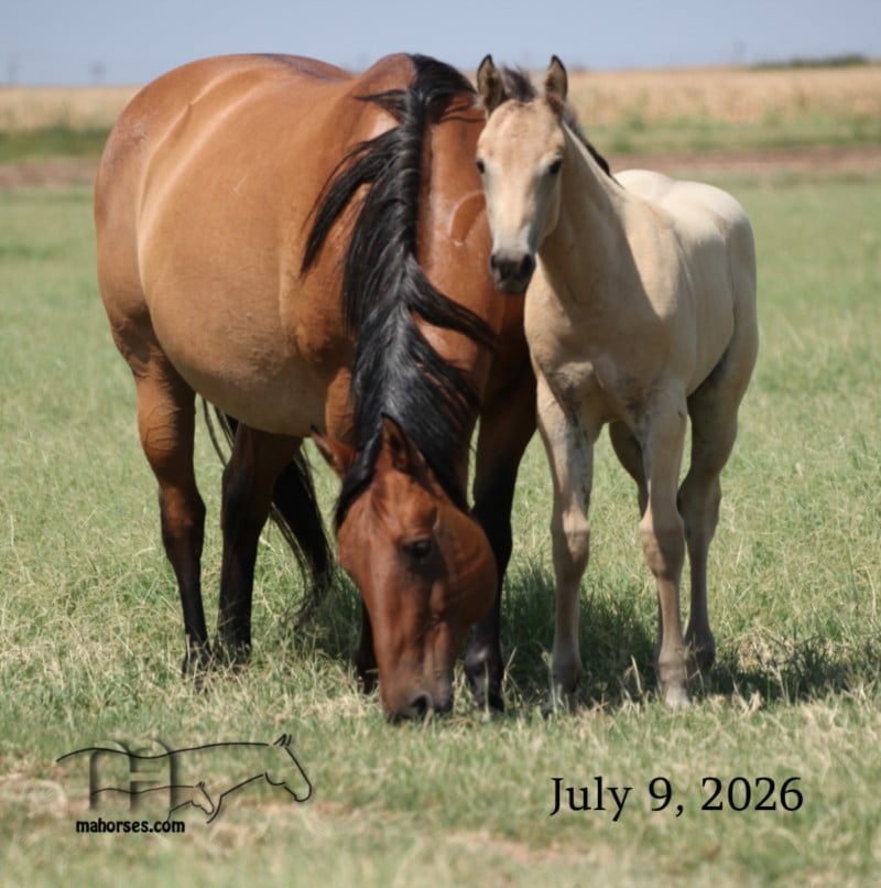 Redbones Speed MA's 2026 Buckskin Roan Stallion